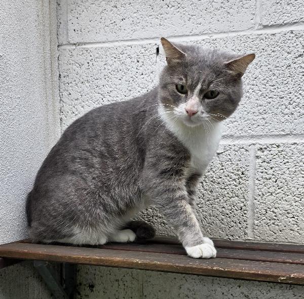 MOD  GATTINO  Foto 2
